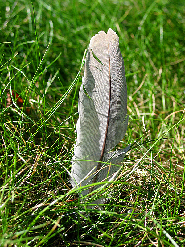 feather in the lawn