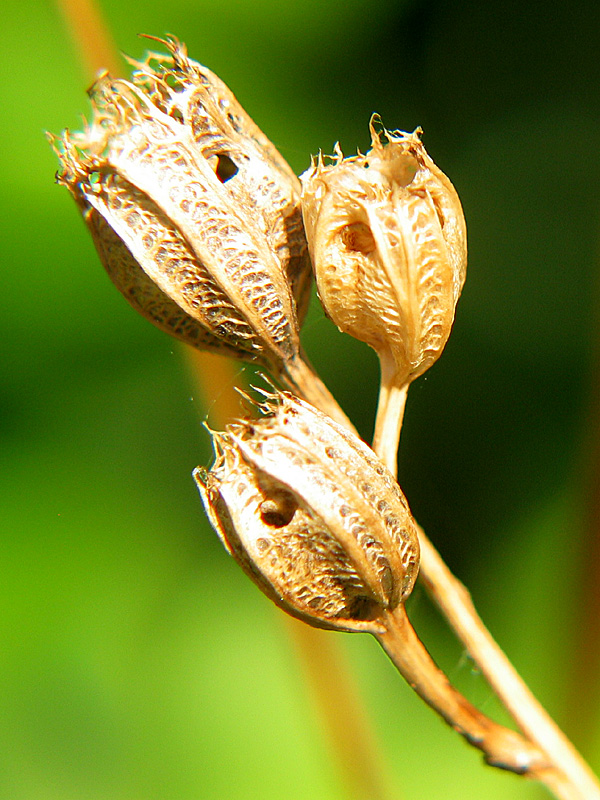 campanula side view