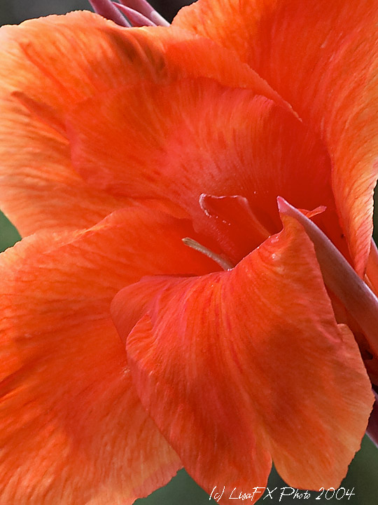 CRW_6723-Closeup.jpg