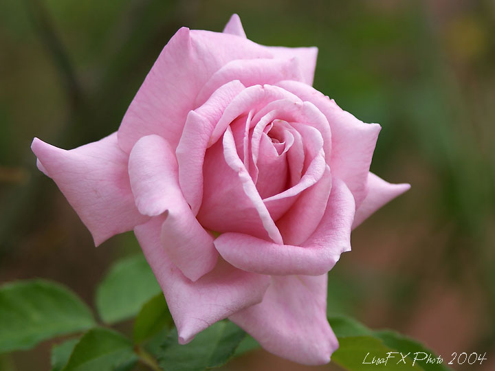 CRW_6757-TW.jpg