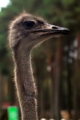 Ostrich (Serengeti Park)