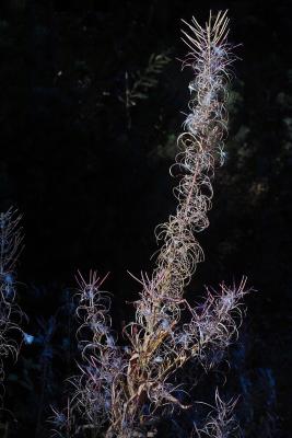 Goats Beard Past Prime