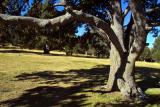 Coll dOrdino: Grandfather Tree