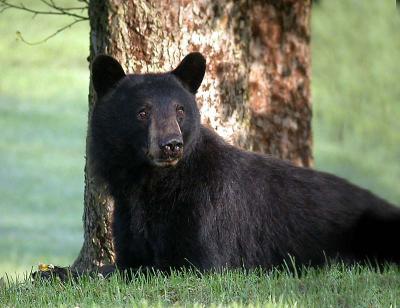 black-bear-042.jpg