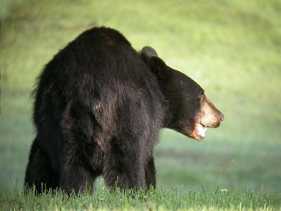 black-bear-046.jpg