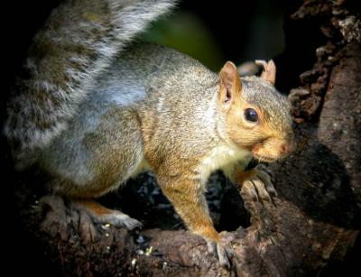 u33/loggah/medium/21440984.graysquirrel0278.jpg