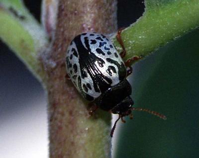 beetle-unk-7851.jpg