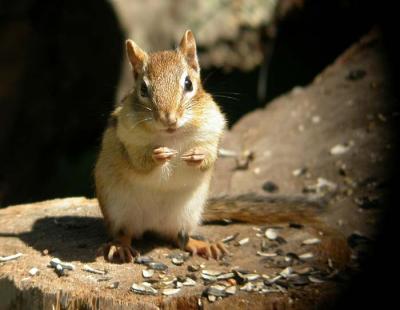chipmunk-6187.jpg