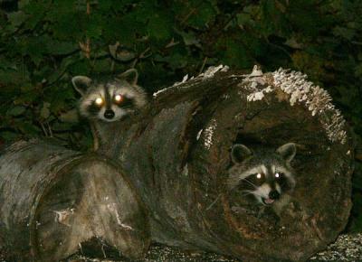 raccoon-7779.jpg