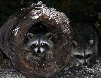 raccoon-7784.jpg