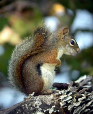 u33/loggah/medium/21496310.topbaseredsquirrel0290.jpg