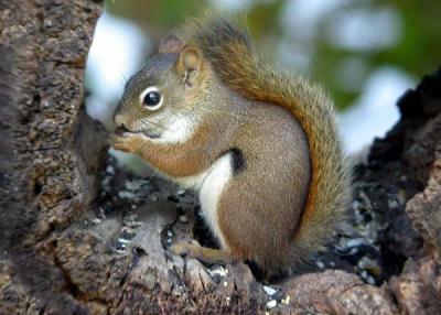 u33/loggah/medium/21496311.topbaseredsquirrel0291.jpg