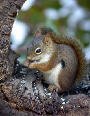 u33/loggah/medium/21496312.topbaseredsquirrel0292.jpg