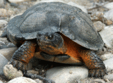 wood-turtle-3771.gif