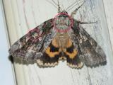betrothed-underwing-7764b.jpg