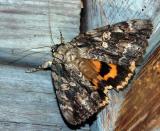 betrothed-underwing-qq-7770.jpg