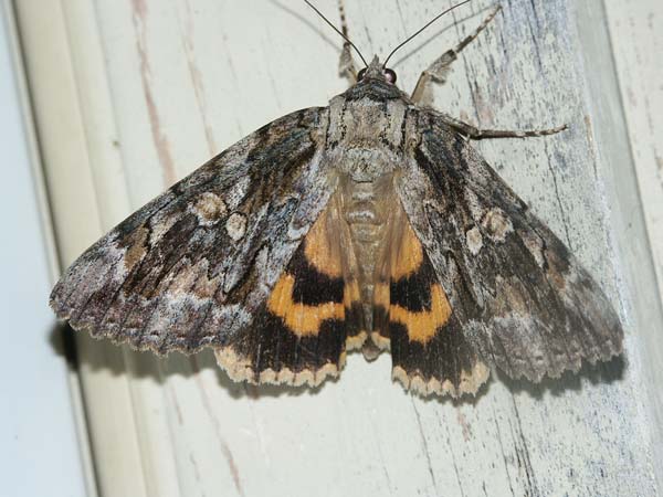 betrothed-underwing-7764.jpg