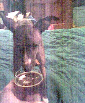 dog2.jpg