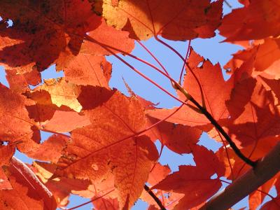 Sunlight through leaves