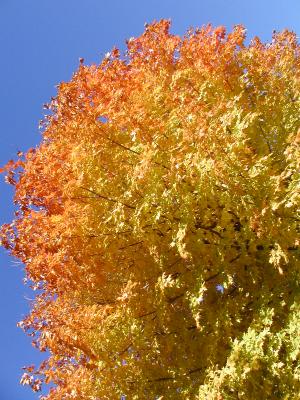 Colorful tree