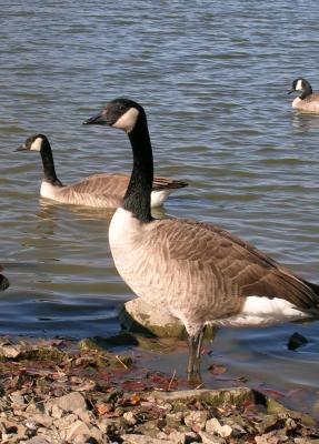 Geese at Big Lake