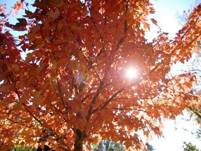 Sunlight through Maple