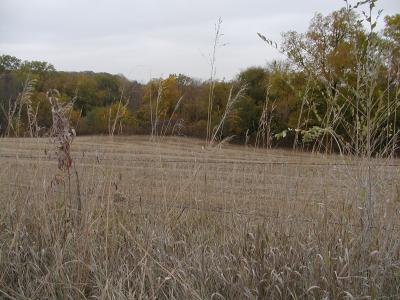 Harvested field.JPG