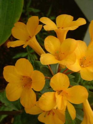 DSCF0098.JPG