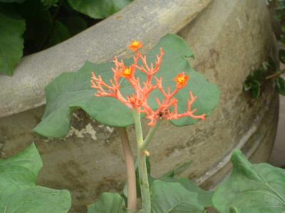 DSCF0124.JPG