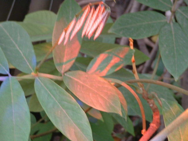 DSCF0109.JPG