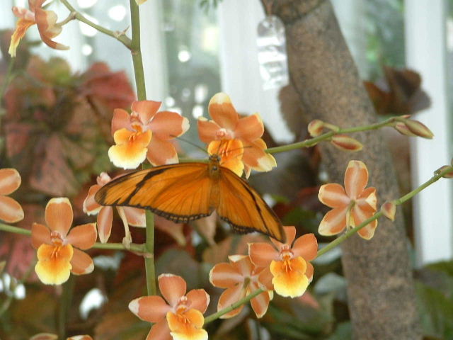 DSCF0113.JPG