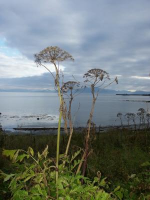 Troms Flower