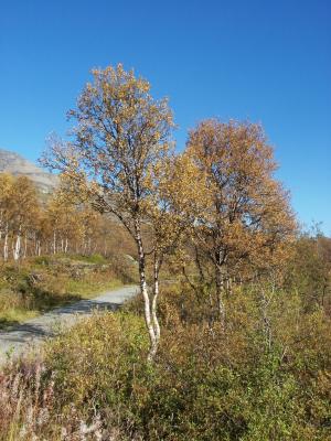 The colours of Autumn