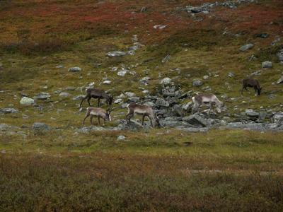 Reindeer