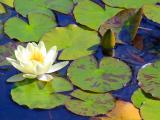 Water Lilly