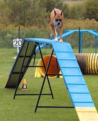 u33/madigan/medium/21557493.K4TeganDogWalk.jpg