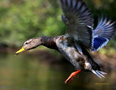 Heading For Sunlight - Duck