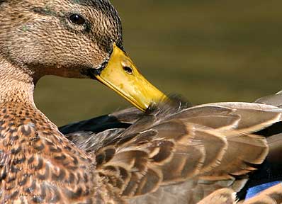 Peaceful Preening - Duck