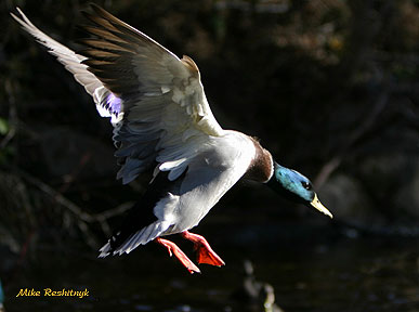 Late Afternoon Landing - Mallard Duck