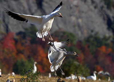 Timely Arrival - Greater Snow Geese