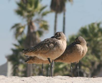 shorebirdsstanding.JPG