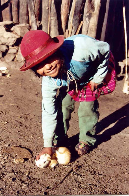Maizal  :  Sacca girl catching cuy for dinner