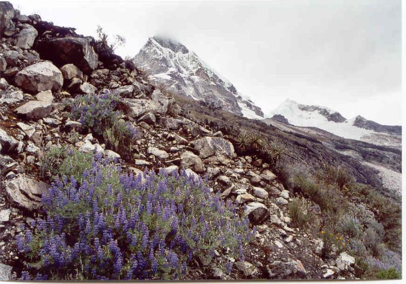 Flowers and the snow of Huascaran in perfect harmony