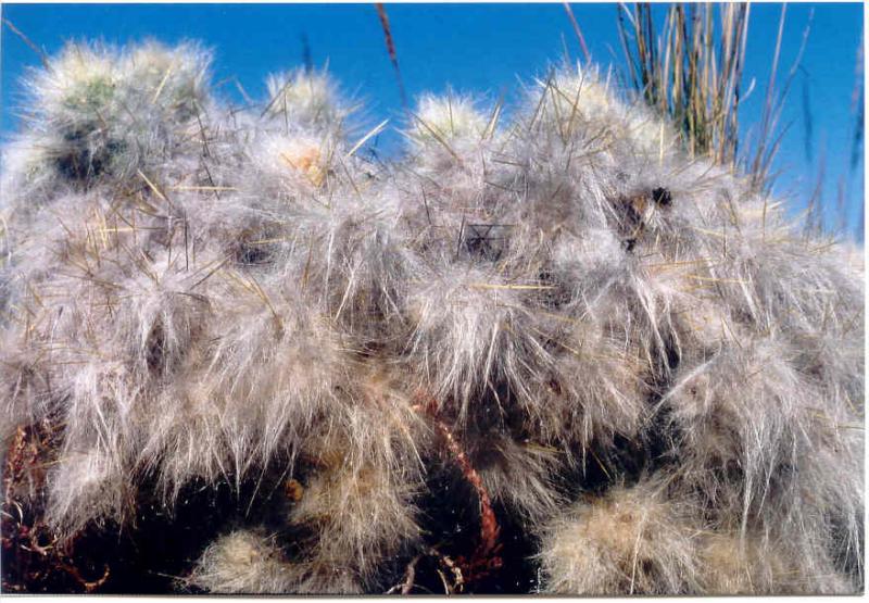Yanamarca  : Whats the name of this strange plant ???