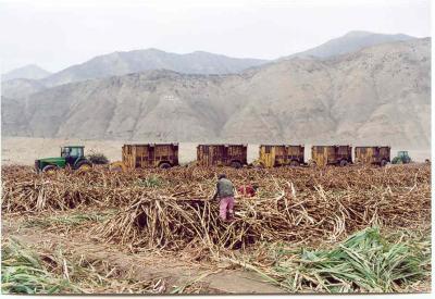 Just beyond Pativilca, a paved road turns east for Huaraz in the Cordillera Blanca. Vast sugar-cane fields dot the landscape