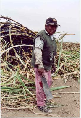 Sugar-cane farmer at work near Pativilca