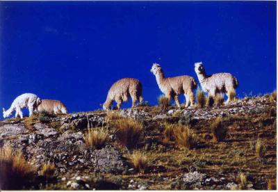 Alpaca's grazing on the hills above Mina Santa Barbara