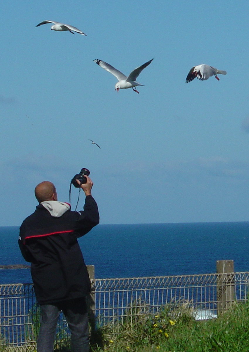 Marco-SeaGulls