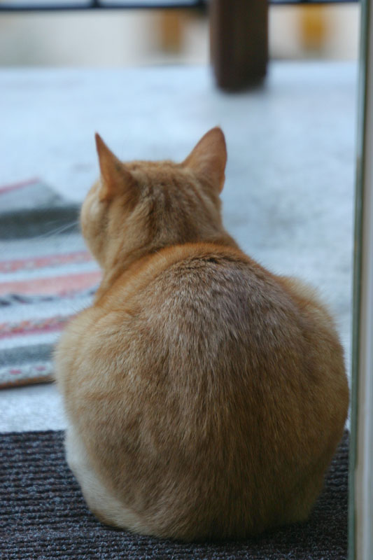 Watchful cat
