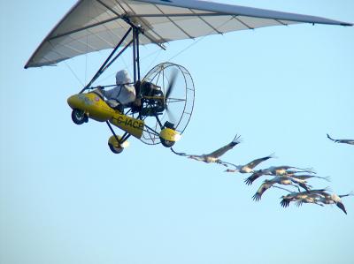 Whooping Cranes at Necedah flight school